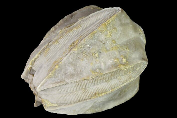 Blastoid (Pentremites) Fossil - Tennessee #142093